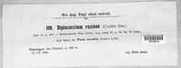 Sorocybe resinae image